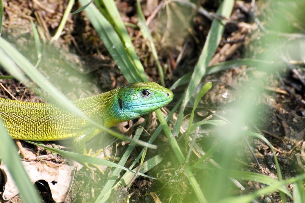 Lacerta bilineata,  un maschio?